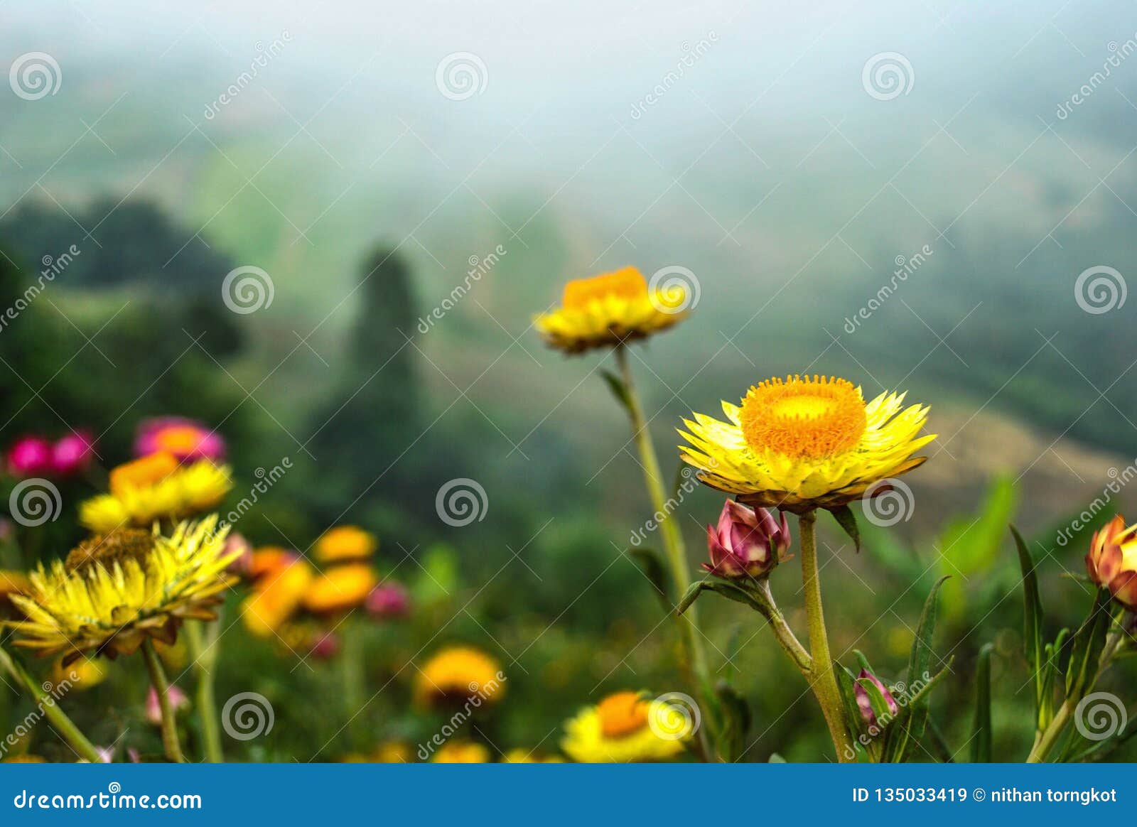 a colorful flower